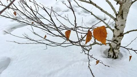 Birch in early spring in forest, thawed around tree trunk. Spring thaw Snow Stock Photos