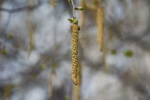Birch earring in the spring Stock Photos