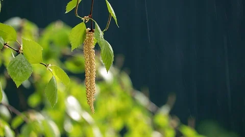 The birch earring in the sunlight in the rain. Stock Footage 130168774