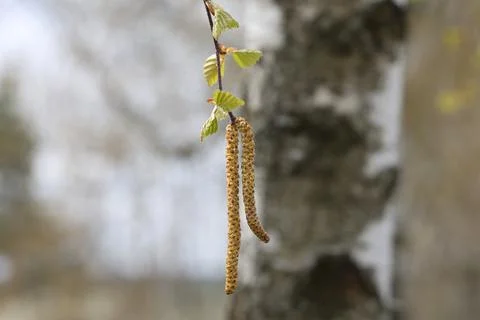 Birch with earrings in spring on a blurred background Stock Photos