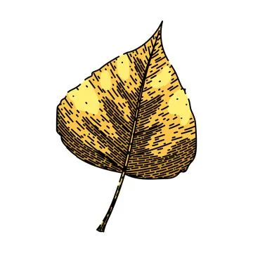 Birch fall autumn leaf sketch hand drawn vector 스톡 일러스트