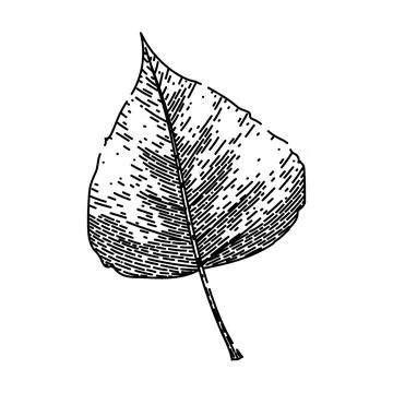Birch fall autumn leaf sketch hand drawn vector Stock Illustration