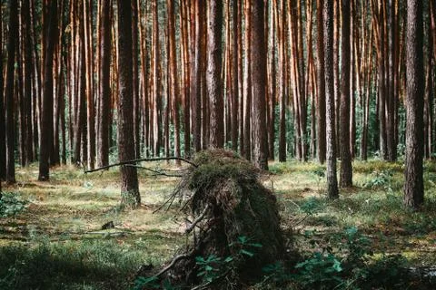 Birch fallen down by storm Stock Photos