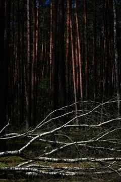 Birch fallen down by storm Stock Photos