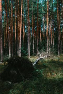 Birch fallen down by storm Stock Photos