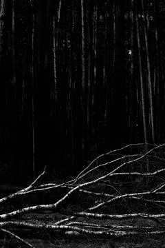 Birch fallen down by storm Stock Photos