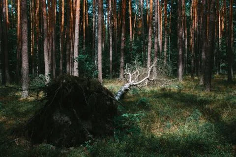 Birch fallen down by storm Stock Photos