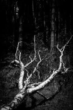 Birch fallen down by storm Stock Photos