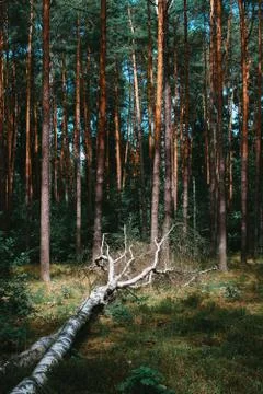Birch fallen down by storm Stock Photos