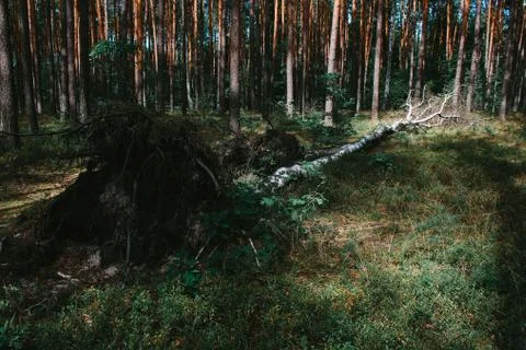 Birch fallen down by storm Stock Photos