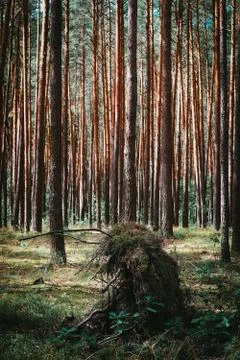 Birch fallen down by storm Stock Photos