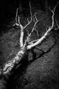 Birch fallen down by storm Stock Photos