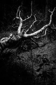 Birch fallen down by storm Stock Photos