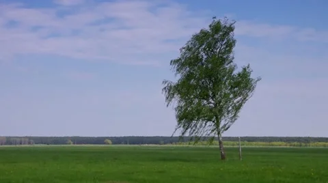 Birch on a field Stock Footage 52881604
