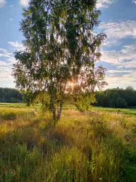 Birch in the field Stock Photos