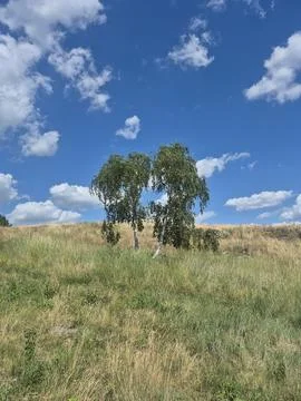 A birch in a field Foto stock
