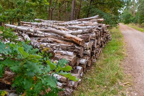 Birch Firewood Stack Along a Forest Path Stock Photos