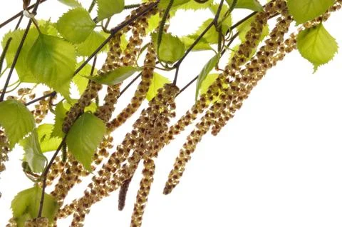 Birch flowering Foto stock
