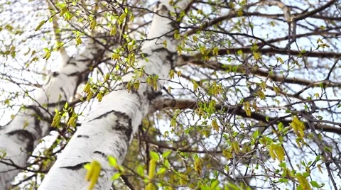 Birch flowers in Siberia Stock Footage 49896994
