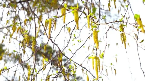 Birch flowers in Siberia Stock Footage 49925977