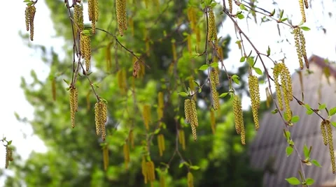 Birch flowers in Siberia Stock Footage 49925979