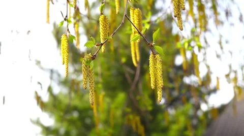 Birch flowers in Siberia Stock Footage 49925980
