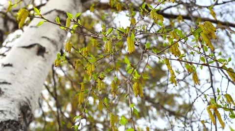 Birch flowers in Siberia Stock Footage 49925985
