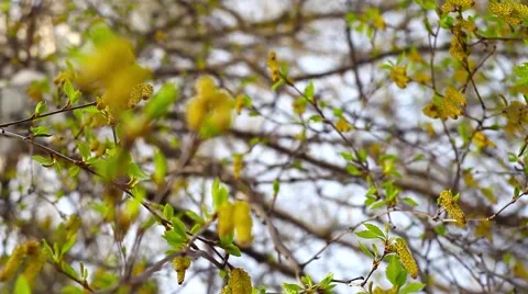 Birch flowers in Siberia Stock Footage 49925987