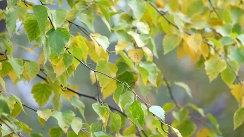 Birch foliage flutters in the wind Stock Footage 98293099