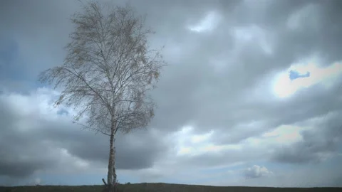 Birch with foliage moved by the wind Stock Footage 185934442