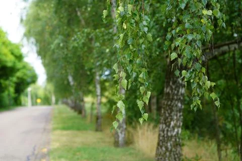 Birch foliage Stock Photos