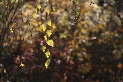 Birch foliage Foto stock