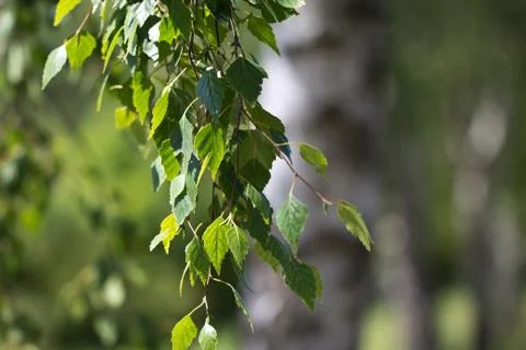 Birch foliage Stock Photos
