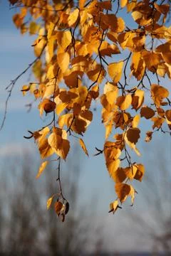 Birch foliage Foto stock