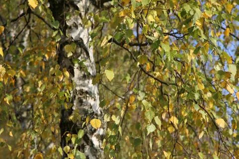 Birch foliage Stock-Fotos