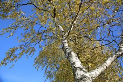 Birch foliage Stock Photos