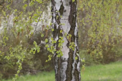 Birch foliage Stock Photos