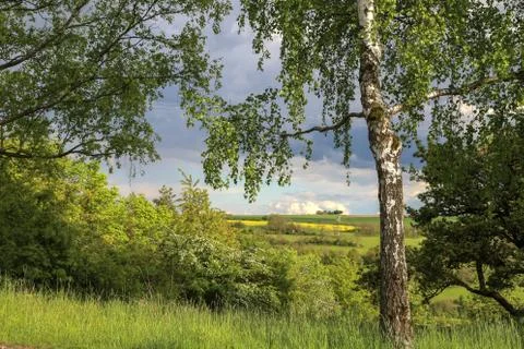 Birch foliage Stock Photos