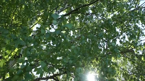 Birch foliage swaying in the wind Stock Footage 154643349