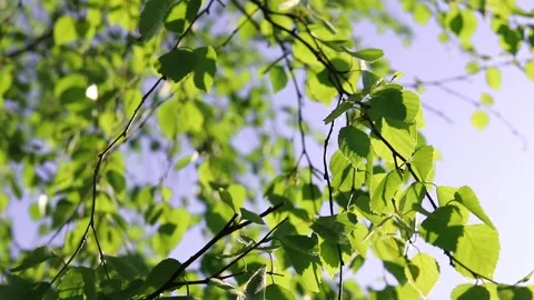 Birch foliage sways in the wind against a blue sky on a sunny summer day Video stock 155156499