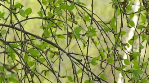 Birch Video stock 708021