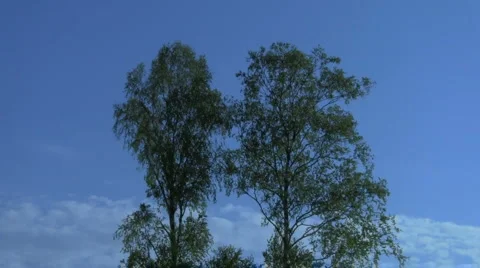 Birch Stock-Footage 5164697