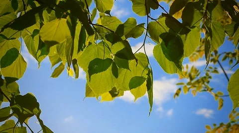 Birch Stock Footage 5273972