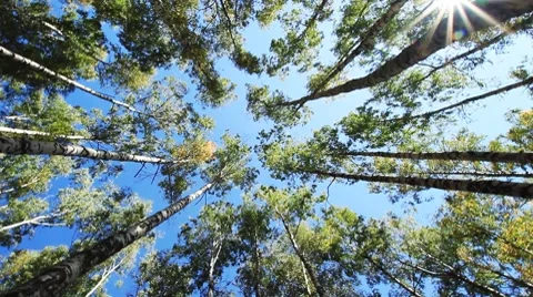 Birch 스톡 동영상 8607448