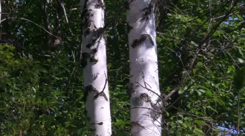 Birch Stock Footage 10728419