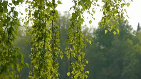 Birch 動画素材 11038040