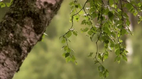 A birch Stock Footage 11316127