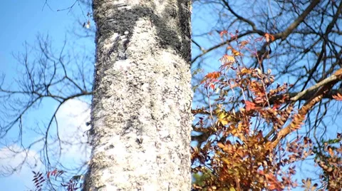 Birch Stock Footage 30275253