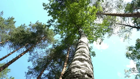 The Birch Vídeo Stock 113997682