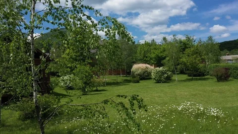 Birch Stock Footage 123110421